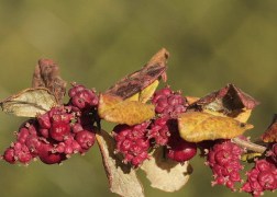 Symphoricarpos doorenbosii Magic Berry / Liláspiros hóbogyó
